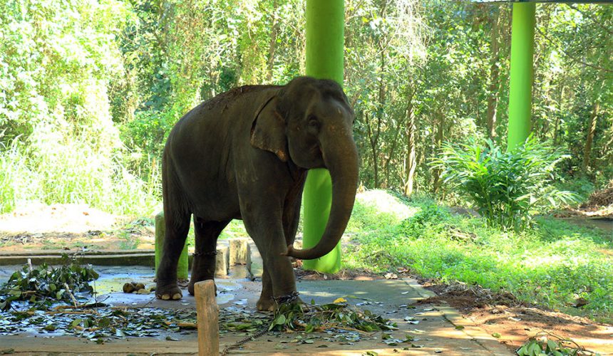 Elephant Pass Ayurveda and Yoga Retrea, Kerala-Travocure