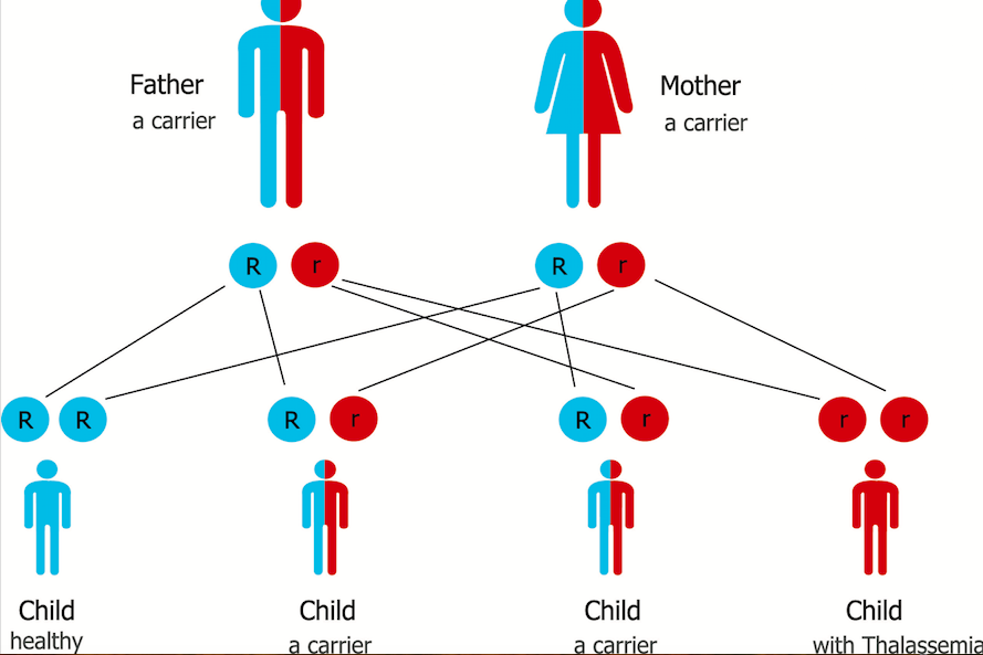 genetic thalassemia chart
