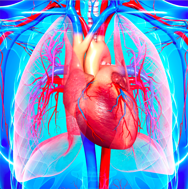 blood circulation to the lung